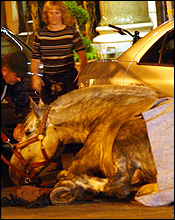 Boston Carriage Accident