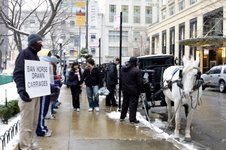 Chicago Horses