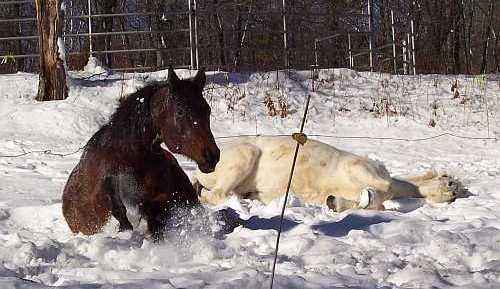 Monty & Sugar in the snow