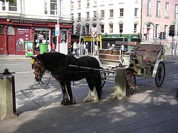 Dublin Ireland Horse