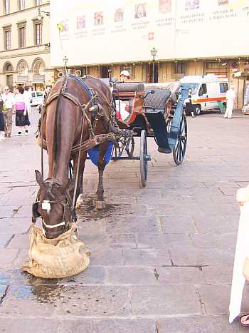 Florence Italy Carriage Horse