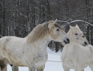 Monty & Teddy